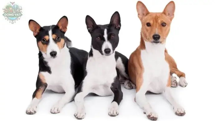 Chó Basenji -  Chú chó không sủa với tính cách tinh nghịch