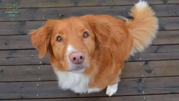 Tại sao nên nuôi Chó Nova Scotia Duck Tolling Retriever?