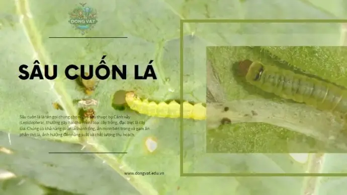 Sâu cuốn lá - Cách phòng ngừa hiệu quả để bảo vệ cây trồng