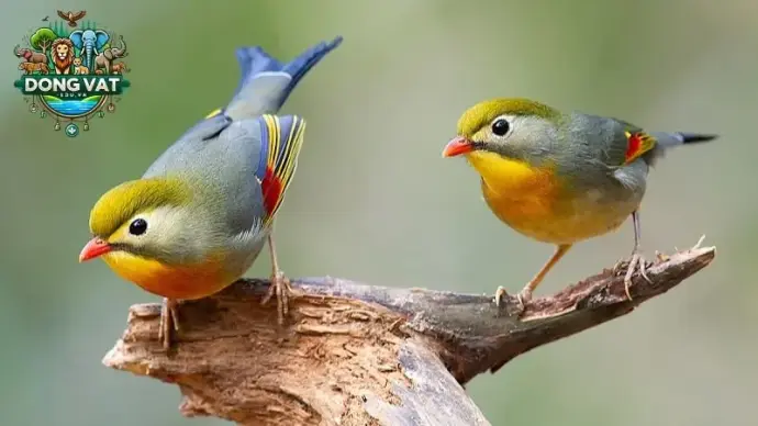 Chim Quế Lâm là gì? Tìm hiểu về loài chim quý hiếm