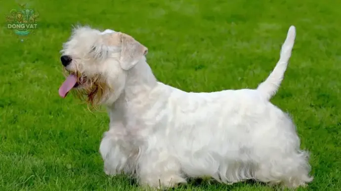Chó Sealyham Terrier giá bao nhiêu? Đặc điểm và cách chăm sóc