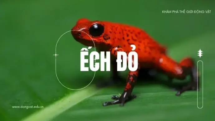 Khám phá ếch đỏ: Đặc điểm, tập tính và vai trò trong hệ sinh thái