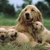 1 Tuổi Chó Bằng Bao Nhiêu Tuổi Người Giải Mã Chi Tiết