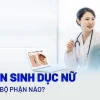 Âm vật của con gái: Cấu trúc, chức năng và những điều cần biết