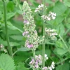 Bạc Hà Mèo Catnip: Công Dụng Tuyệt Vời Cho Bé Mèo Của Bạn
