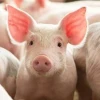 Bệnh Glässer trên heo: Triệu chứng, nguyên nhân và phác đồ điều trị hiệu quả