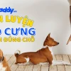 Bí quyết dạy chó đi vệ sinh đúng chỗ hiệu quả ngay tại nhà
