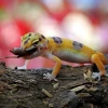 Bí quyết đuổi tắc kè ra khỏi nhà hiệu quả và an toàn