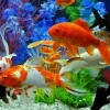 Bí quyết giữ nước hồ cá luôn trong veo: 7 cách hiệu quả bạn cần biết