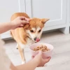 Bí quyết giúp chó gầy tăng cân hiệu quả: Chế độ ăn và cách chăm sóc