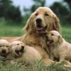 Bí quyết tính tuổi chó chính xác theo năm tuổi người và giống loài