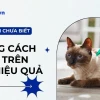 Bí quyết trị bọ chét cho mèo hiệu quả tại nhà năm 2026