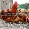Bí quyết vỗ béo gà thả vườn hiệu quả, tăng trọng nhanh chóng