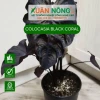 Black Coral: Khám phá vẻ đẹp độc đáo và kỹ thuật trồng hiệu quả