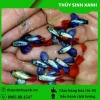 Cá 7 Màu Dumbo Red Tail: Vẻ Đẹp Độc Đáo Cho Bể Thủy Sinh Của Bạn