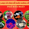 Cá ba đuôi có cần oxy không? Giải đáp chi tiết cho người nuôi