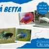 Cá Betta Galaxy: Vẻ Đẹp Lấp Lánh Từ Vũ Trụ Sống Động