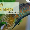 Cá Cờ Nước Ngọt Đặc Điểm và Cách Nuôi Chuẩn