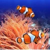 Cá Hề Nemo: Hướng Dẫn Chi Tiết Cách Chăm Sóc Cho Người Mới Bắt Đầu