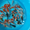 Cá Koi Mini 5k: Hướng Dẫn Chọn Mua Và Chăm Sóc Cho Người Mới