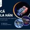 Cá La Hán Kim Cương: Bí ẩn sức hút và cách nuôi dưỡng chuyên sâu