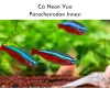 Cá Neon Vua: Hướng dẫn chăm sóc và nuôi dưỡng chi tiết