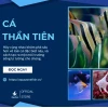 Cá Thần Tiên Dáng Đẹp - Khám Phá Thế Giới Cá Bơi Đàn Độc Đáo