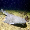Cá Thiên Thần Angel Shark: Đặc điểm, môi trường sống và tình trạng bảo tồn