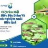 Cá Trâm Mồi: Đặc Điểm, Tập Tính Và Cách Nuôi Dưỡng Hiệu Quả