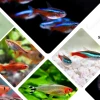 Cập nhật giá cá betta mới nhất 2026 và các yếu tố ảnh hưởng