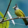 Chào mào xanh giá bao nhiêu và những điều cần biết