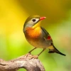 Chim Hoàng Oanh: Khám Phá Thế Giới Rực Rỡ Của Loài Chim Hót Hay