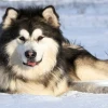 Chó Alaska Lớn: Đặc Điểm, Nguồn Gốc và Kinh Nghiệm Nuôi Dưỡng Toàn Diện