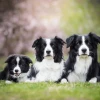 Chó Chăn Cừu Collie: Đặc Điểm Nổi Bật, Cách Nuôi và Giá Bán