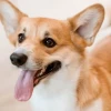 Chó Corgi Ăn Gì Để Có Sức Khỏe Tốt? Hướng Dẫn Chi Tiết 2026