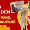 Chó Golden Retriever: Giá bán, đặc điểm và cách chăm sóc chi tiết 2026