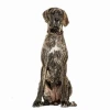 Chó Great Dane: Khám phá giống chó khổng lồ thân thiện và đáng yêu
