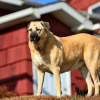 Chó Kangal: Khám phá giống chó bảo vệ quyền uy và dũng mãnh