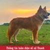 Chó Lài Sông Mã huyền thoại và những bí ẩn chưa lời giải