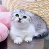 Chợ Mèo Cảnh Hà Nội: Hướng Dẫn Chi Tiết Mua Bán Mèo Ưng Ý
