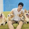 Chó Pembroke Welsh Corgi: Đặc điểm, nguồn gốc và cách chăm sóc toàn diện