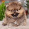 Chó Phốc Sóc: Tìm hiểu toàn diện về giống chó cảnh đáng yêu