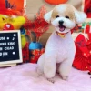 Chó Poodle giá 1 triệu: Có nên mua và những điều cần biết 2026