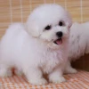 Chó Poodle Giá Bao Nhiêu? Cập Nhật Bảng Giá Chi Tiết Năm 2026