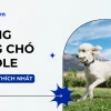 Chó Poodle Tiny đặc điểm ngoại hình tính cách và kinh nghiệm chăm sóc 2026