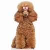 Chó Poodle Trắng: Cẩm Nang Toàn Diện Từ A-Z cho Người Nuôi 2026