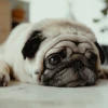 Chó Pug Mặt Xệ: Hướng dẫn Nuôi dưỡng Toàn diện cho Người Mới Bắt đầu