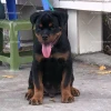 Chó Rottweiler giá bao nhiêu? Cập nhật giá chi tiết 2026