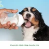 Chó Uống Sữa Bò Được Không? Hướng Dẫn Chi Tiết Từ Chuyên Gia