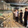 Cu Gáy Trắng Đột Biến: Chú Chim Độc Lạ và Cơ Hội Làm Giàu